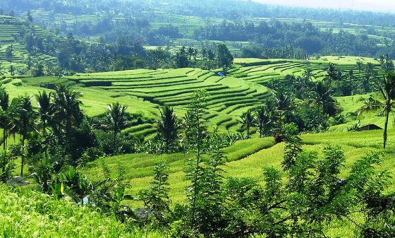 Natur, Kaffe & Romantik på Bali