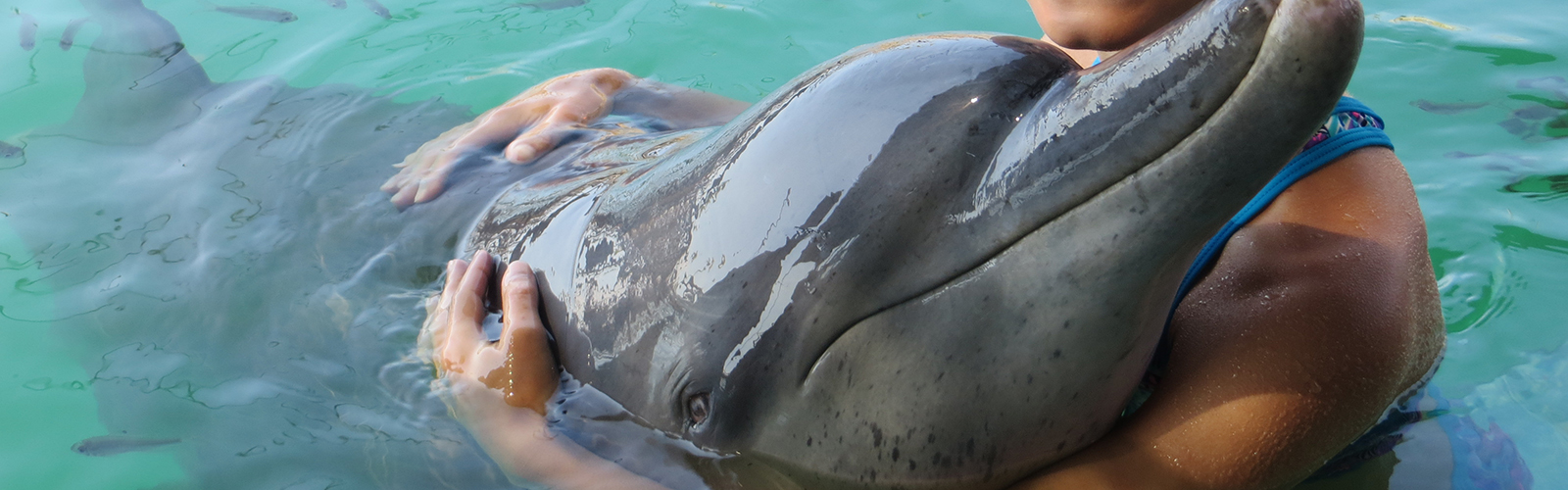 Delfintur Serangan Island